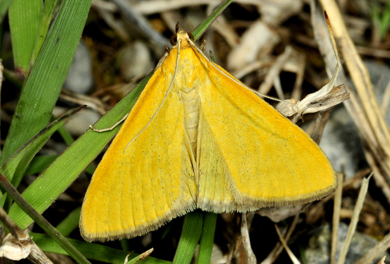 Alcune specie dall''alta Val di Susa